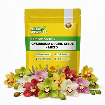 Cymbidium Orchid Seeds – Mixed