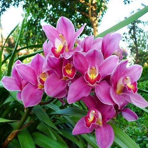 Cymbidium Orchid Seeds – Nema