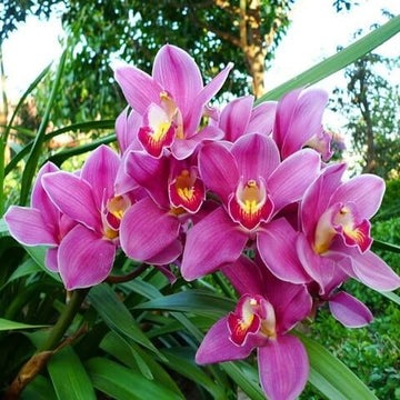Cymbidium Orchid Seeds – Nema