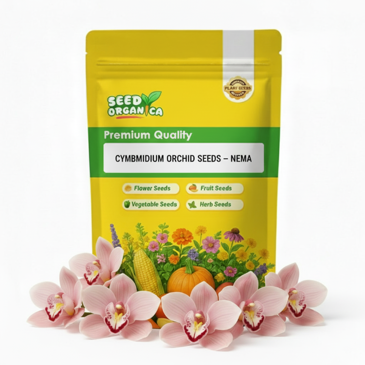 Cymbidium Orchid Seeds – Nema