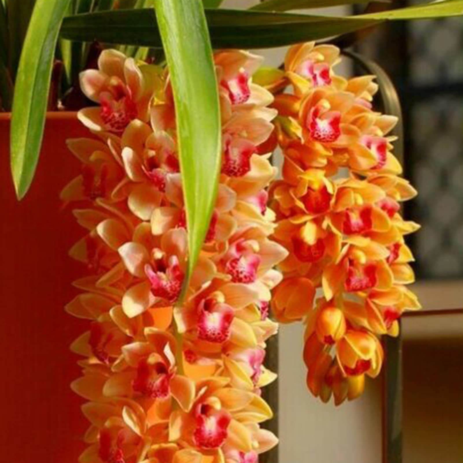 Cymbidium Orchid Seeds – Orange