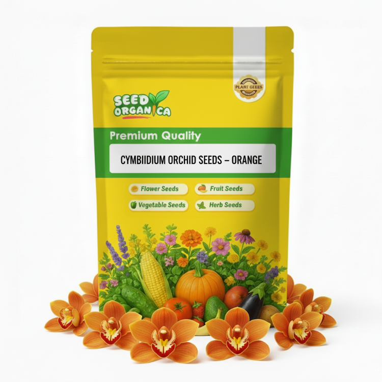 Cymbidium Orchid Seeds – Orange