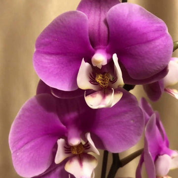 Cymbidium Orchid Seeds – Purple Fragrant Hardy
