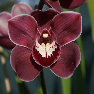 Cymbidium Orchid Seeds – Rare