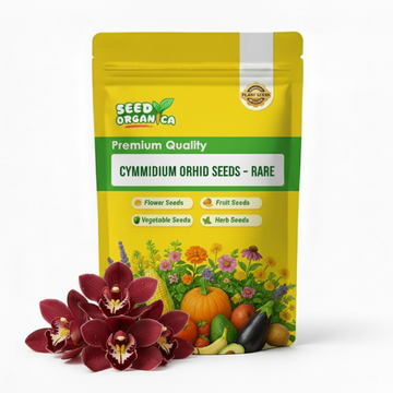 Cymbidium Orchid Seeds – Rare