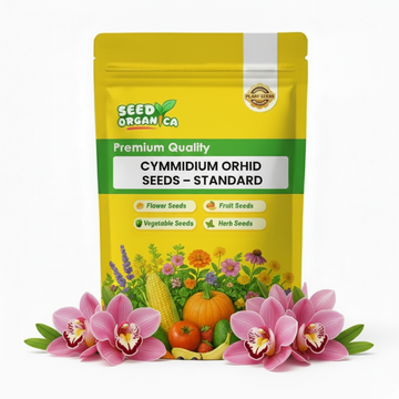 Cymbidium Orchid Seeds – Standard