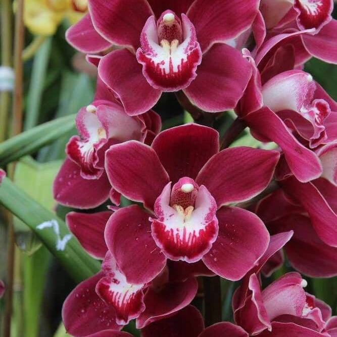 Cymbidium Orchid Seeds – Standard