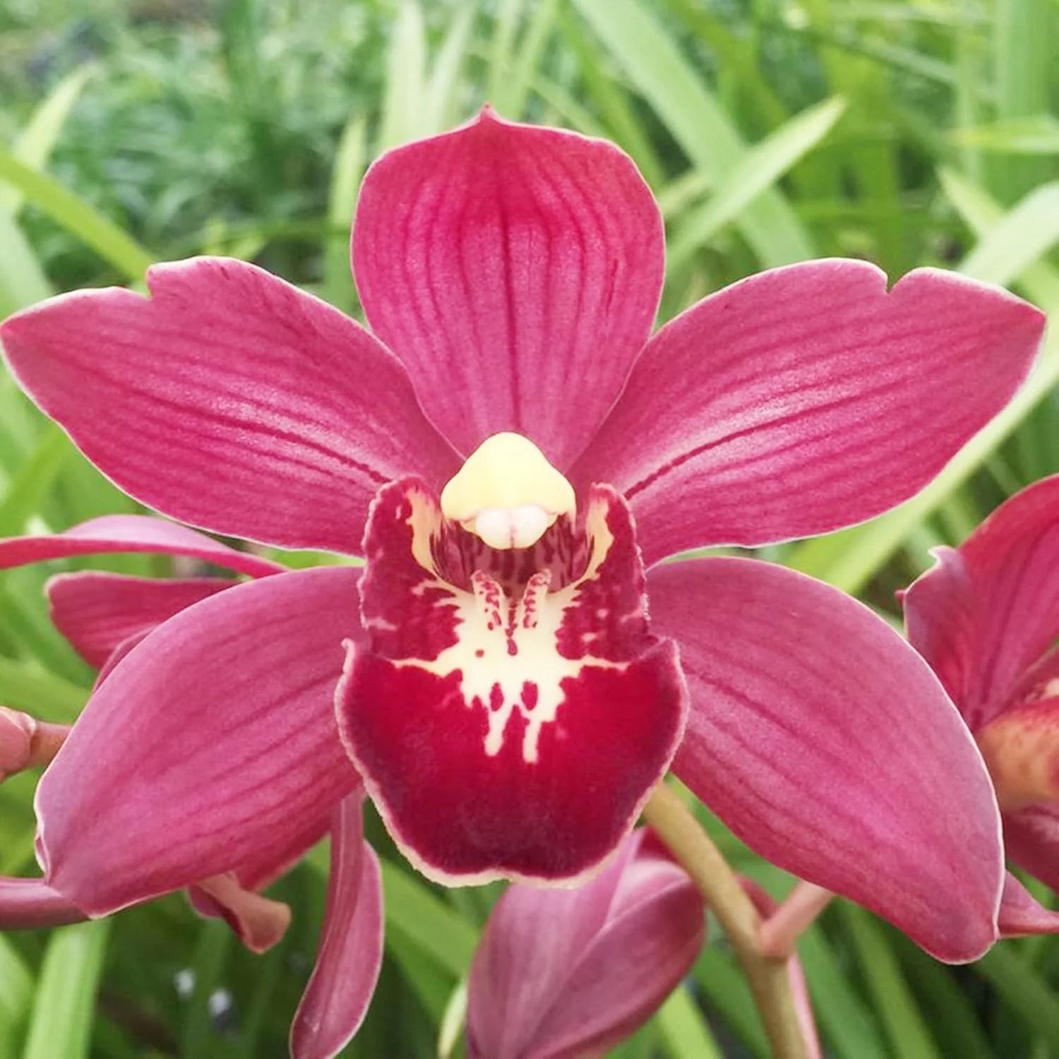 Cymbidium Seeds – Boat Orchid
