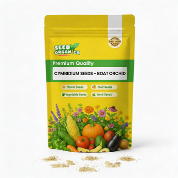 Cymbidium Seeds – Boat Orchid