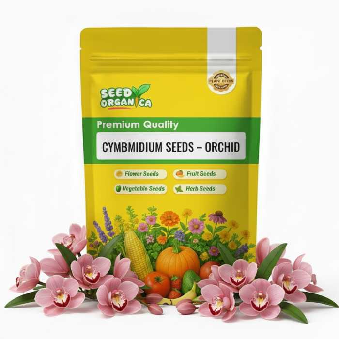 Cymbidium Seeds – Orchid
