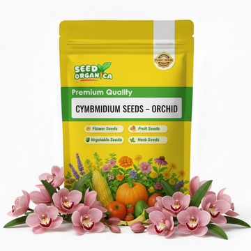 Cymbidium Seeds – Orchid