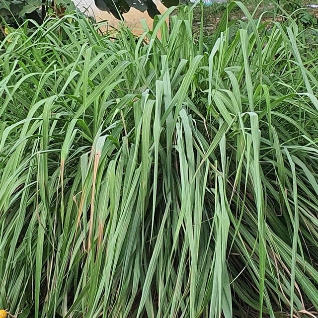 Cymbopogon nardus seeds
