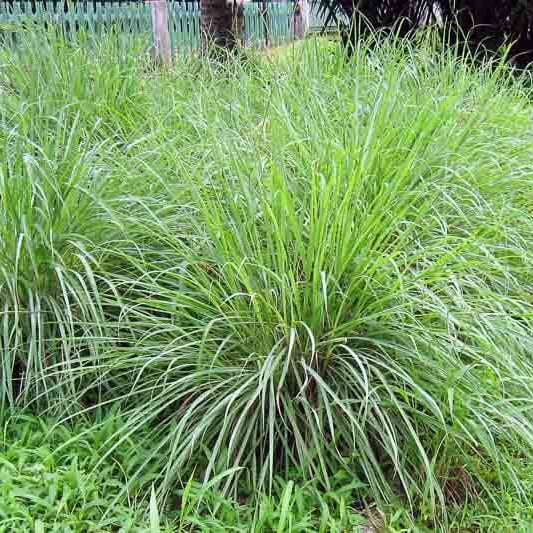 Cymbopogon nardus seeds