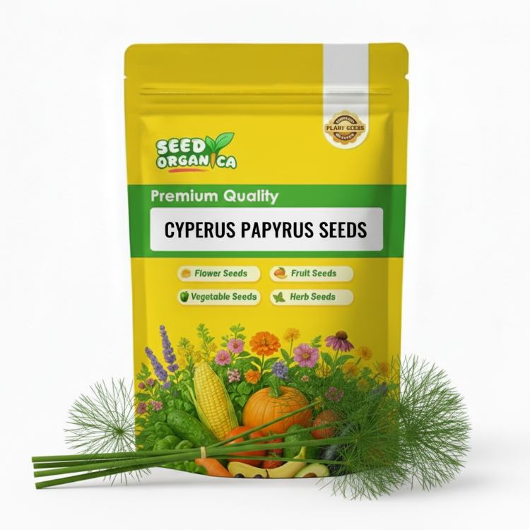 Cyperus Papyrus Seeds