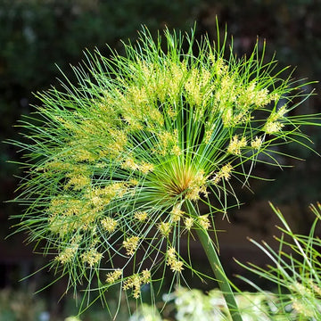Cyperus Papyrus Seeds