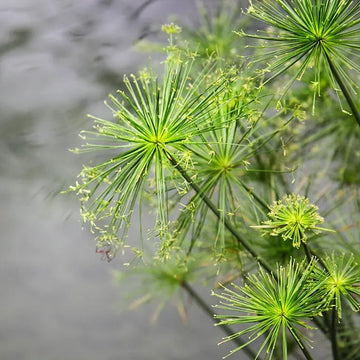 Cyperus Papyrus Seeds