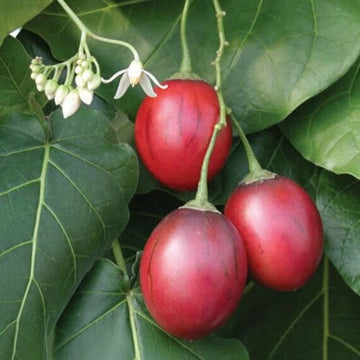 Cyphomandra Betacea Seeds - Vegetable Plant