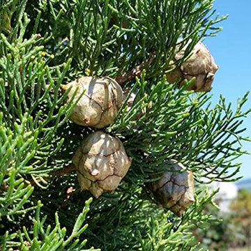 Cypress Seeds – Mediterranean
