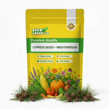 Cypress Seeds – Mediterranean