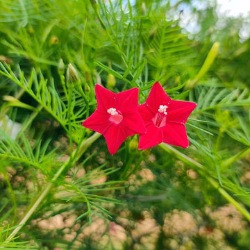 Cypress Vine Seeds – Ipomea Quamoclit
