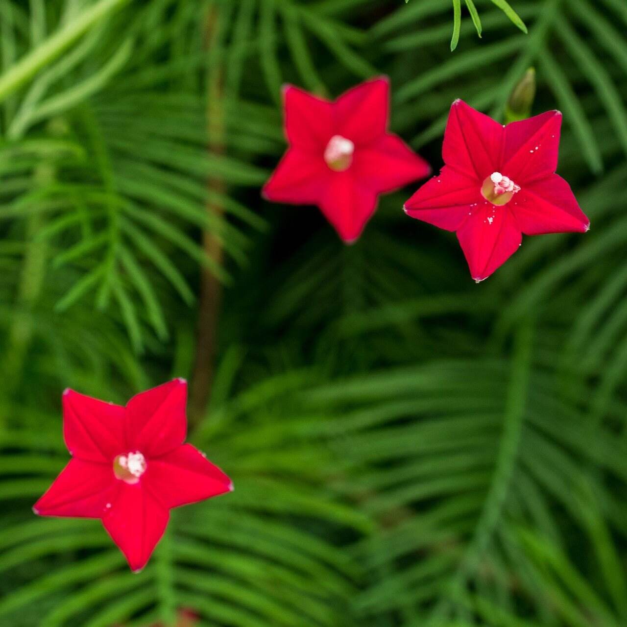 Cypress Vine Seeds – Ipomea Quamoclit
