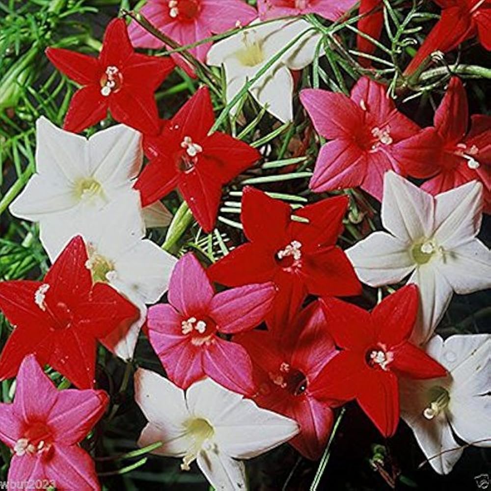 Cypress Vine Seeds – Red & Pink Mix
