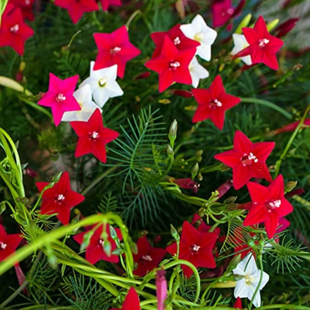 Cypress Vine Seeds – Red & Pink Mix

