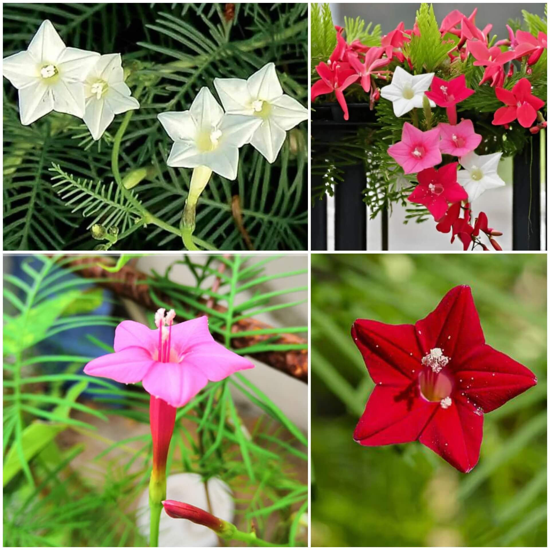 Cypress Vine Seeds - All In One For Home Gardens