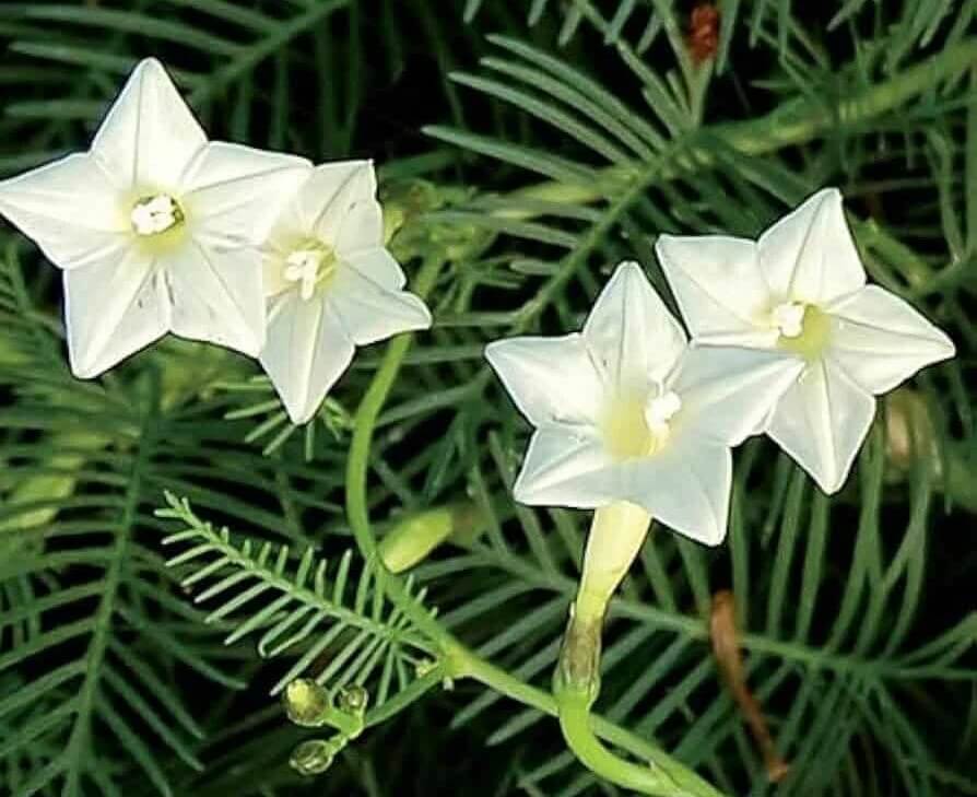 Cypress Vine Seeds - All In One For Home Gardens