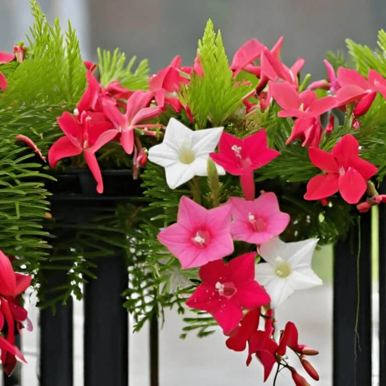 Cypress Vine Seeds - All In One For Home Gardens