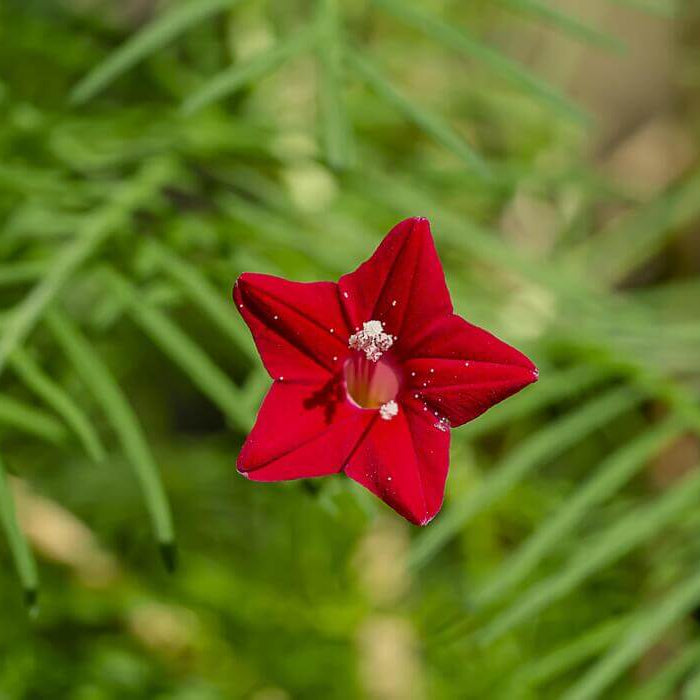 Cypress Vine Seeds - All In One For Home Gardens