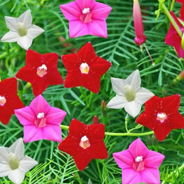 Cypress Vine Seeds – Climbing Scarlet
