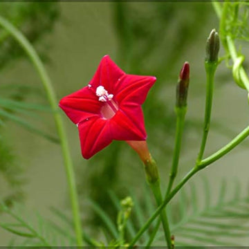 Cypress Vine Seeds – Ipomea Quamoclit
