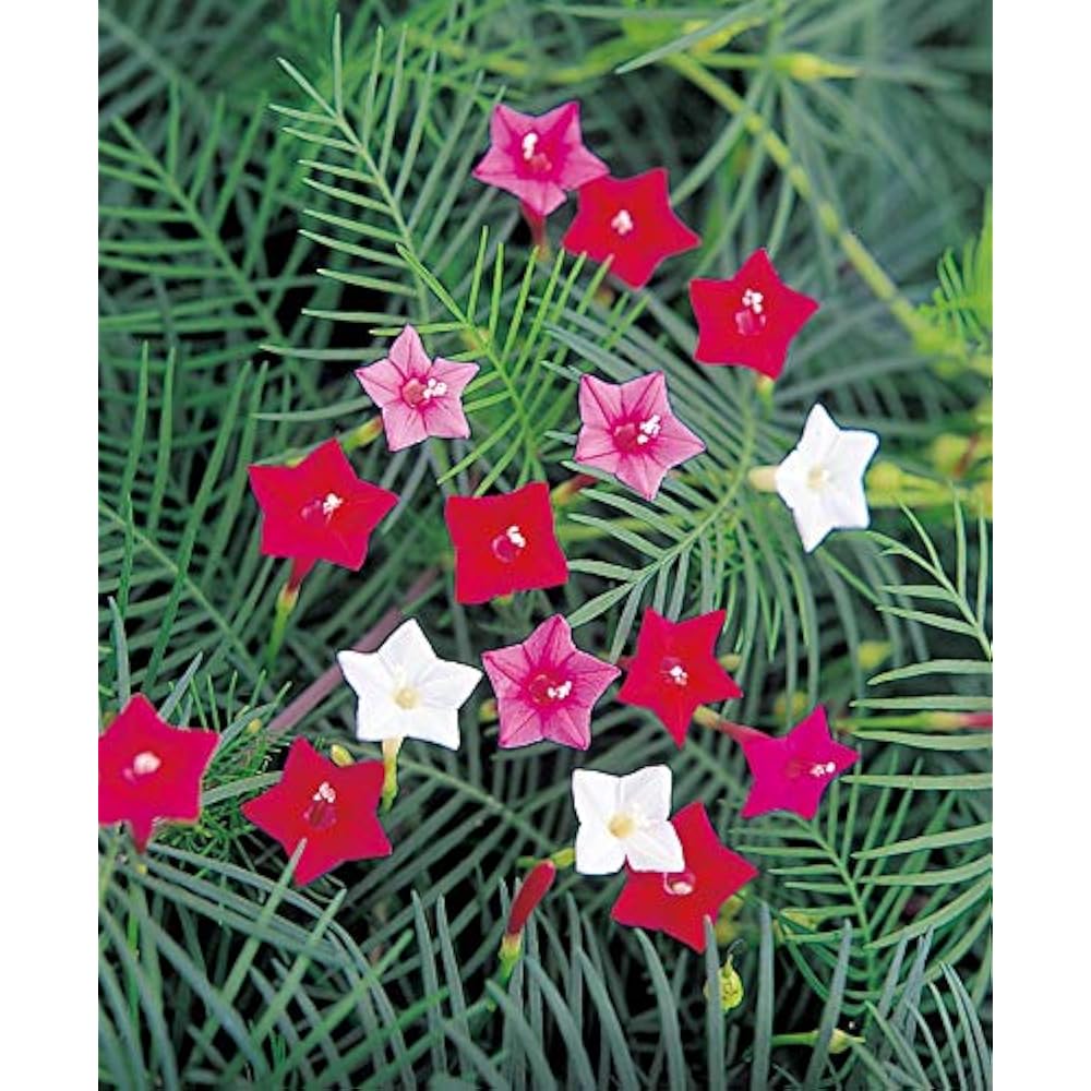 Cypress Vine Seeds – Red & Pink Mix
