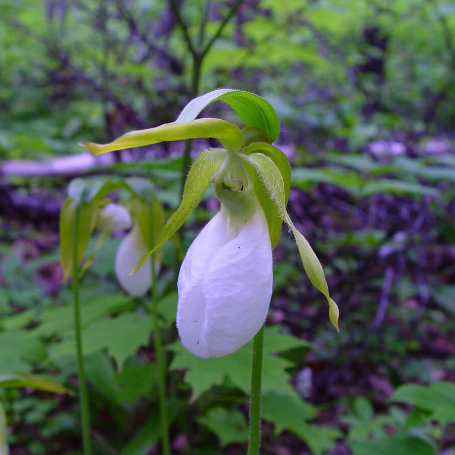 Cypripedium acaule White Lady’s Slipper Seeds - Flower Plant 