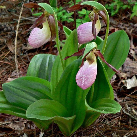Cypripedium acaule White Lady’s Slipper Seeds - Flower Plant 