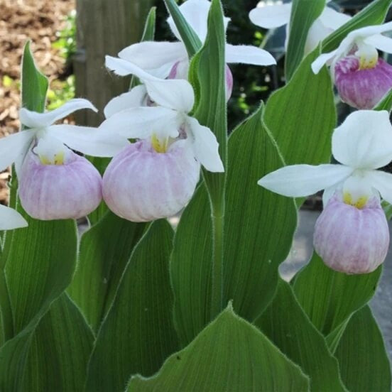 Cypripedium acaule White Lady’s Slipper Seeds - Flower Plant 