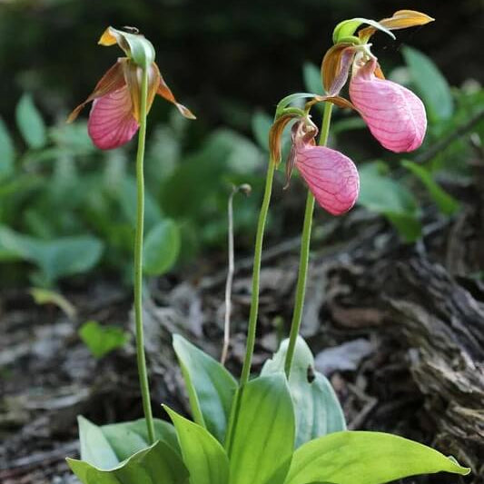 Cypripedium acaule White Lady’s Slipper Seeds - Flower Plant 