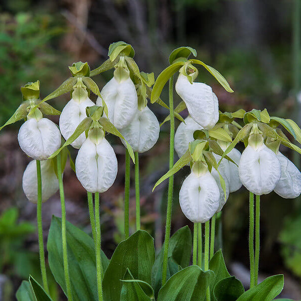 Cypripedium acaule White Lady’s Slipper Seeds - Flower Plant 
