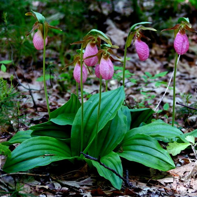 Cypripedium acaule White Lady’s Slipper Seeds - Flower Plant 