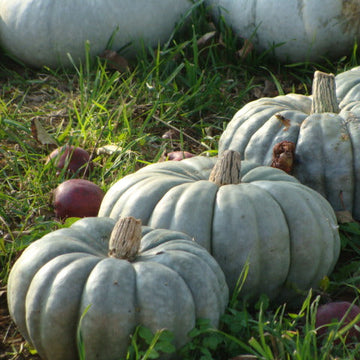 Pumpkin Seeds – Jarrahdale
