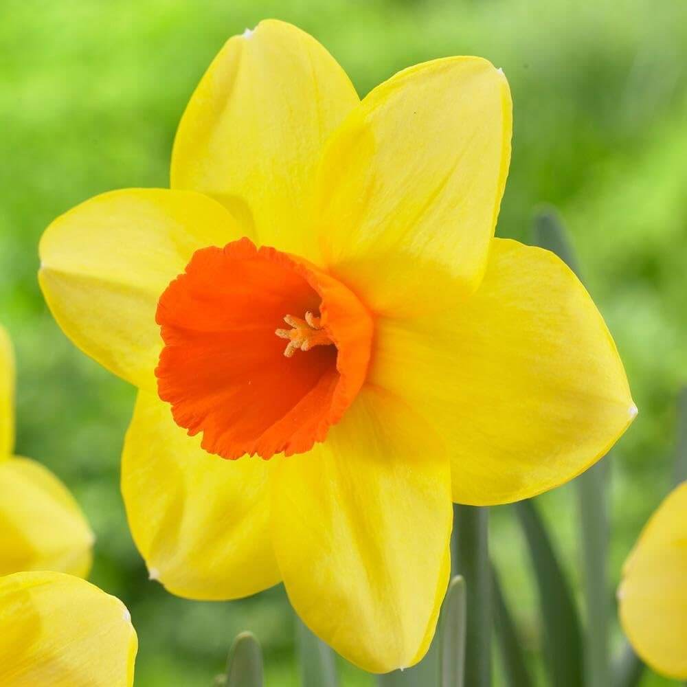 Daffodil Seeds – Univalve Yellow