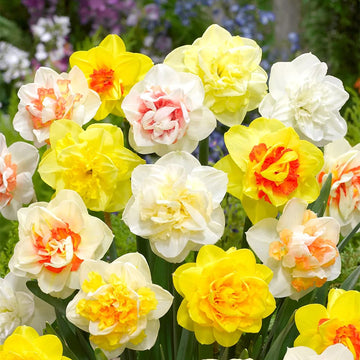 Daffodil Seeds – Double Petals Narcissus
