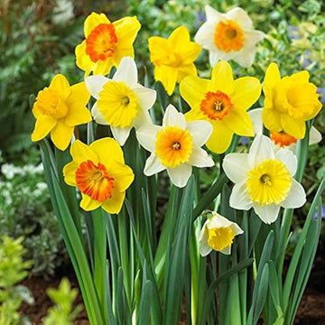 Daffodil Seeds – Mixed