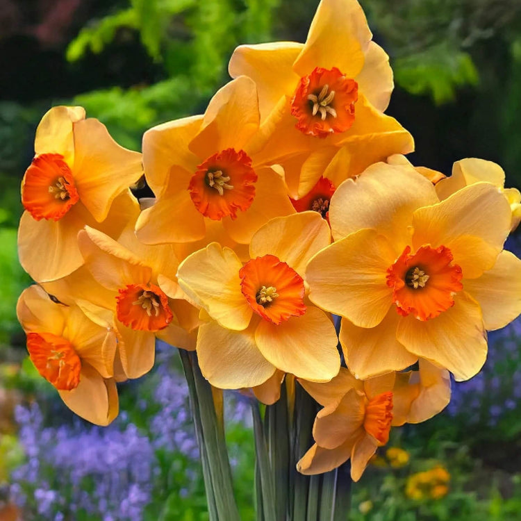 Daffodil Seeds – Orange