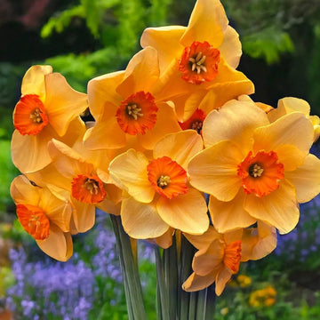 Daffodil Seeds – Orange