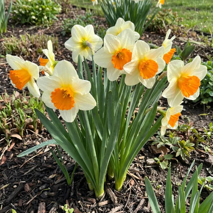Daffodil Orange & White seeds