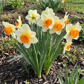 Daffodil Orange & White seeds