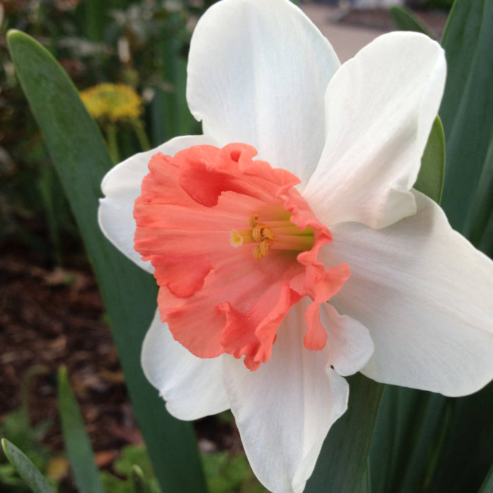 Daffodil Orange & White seeds