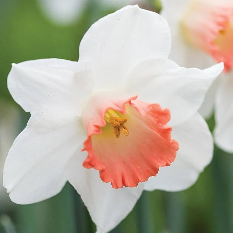 Daffodil Orange & White seeds